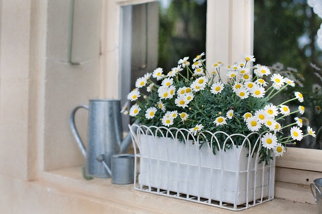 Photos of daisies in a window box by Jill Wellington from Pixabay 