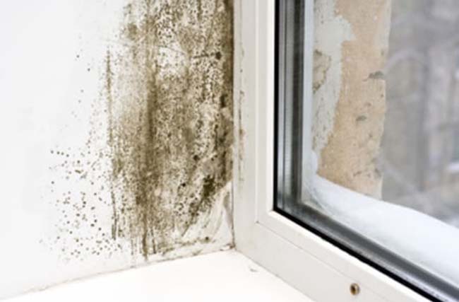 Damp around a bay window