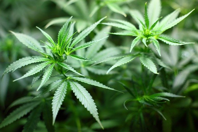 Landlords warned of rise in cannabis farms in rental properties