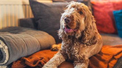 Meet the Pet Whisperer of property photography