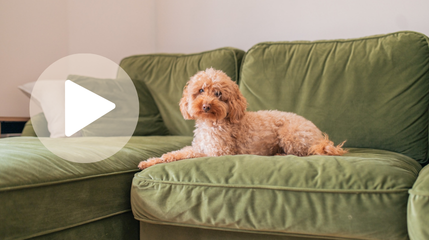 Pets in rented homes: what landlords in Wales need to know