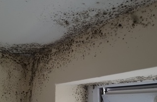Mould on a bathroom ceiling