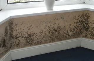 Mould under a bay window