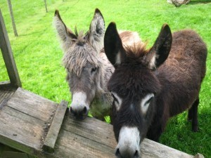 lisvane-thornhill-thornhill-farm-shop.jpg