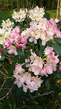 Flowers in Cefn Onn