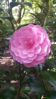 Flowers in Cefn Onn Gardens